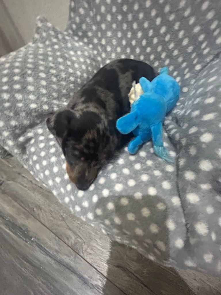  miniature dachshund ready 