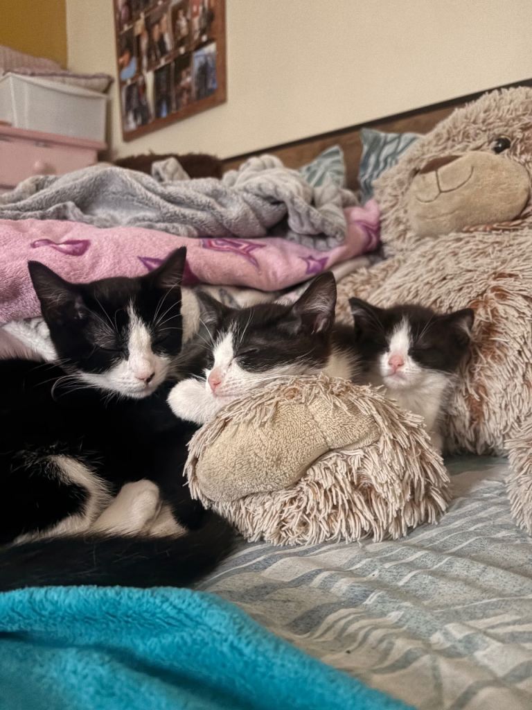 Kittens Looking For Loving Home 