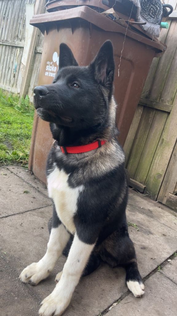 American Akita