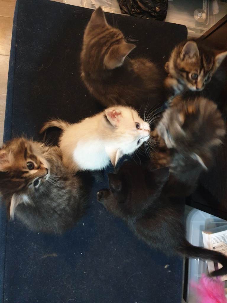 Kittens for sale