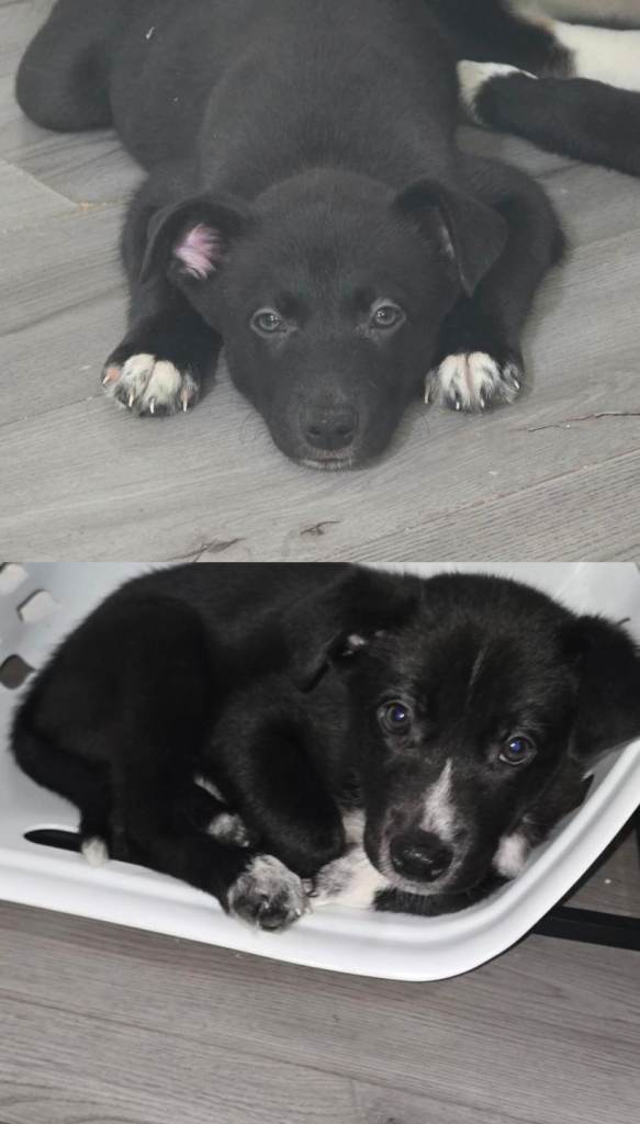 Only 2 Males left - Gorgeous Staffie x Husky x Collie Puppies (4 Boys, 1 Girl)