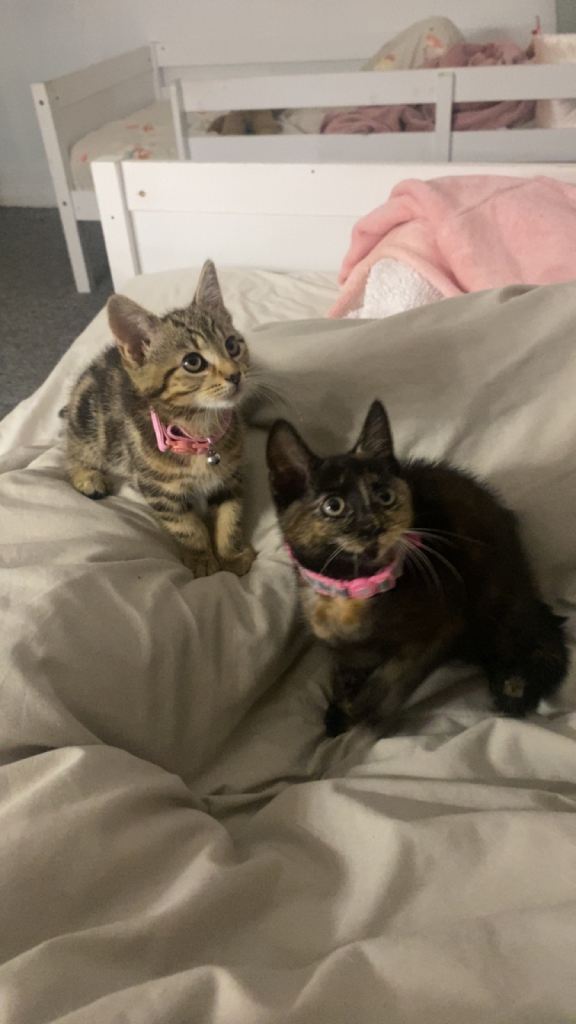 2 kittens ready now! 