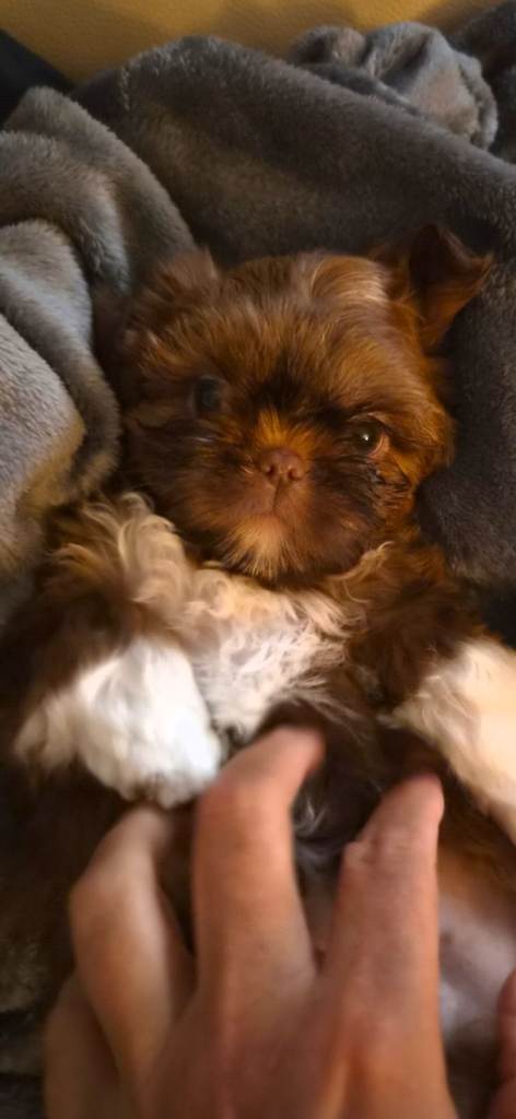 Imperial shih Tzu