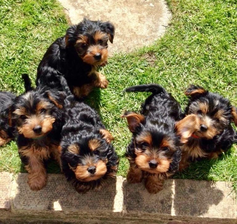 Small Yorkshire Terrier puppies 