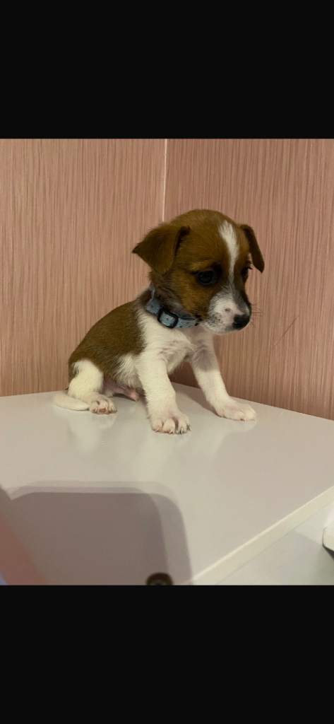 Jack Russel puppies 
