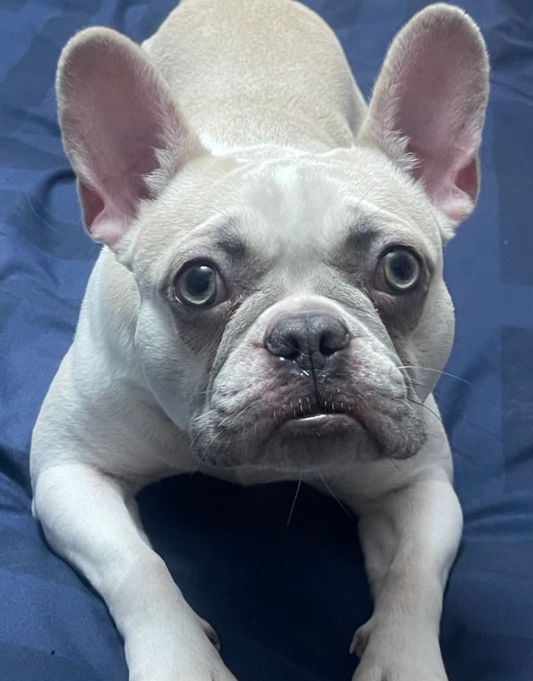 French bull dog 