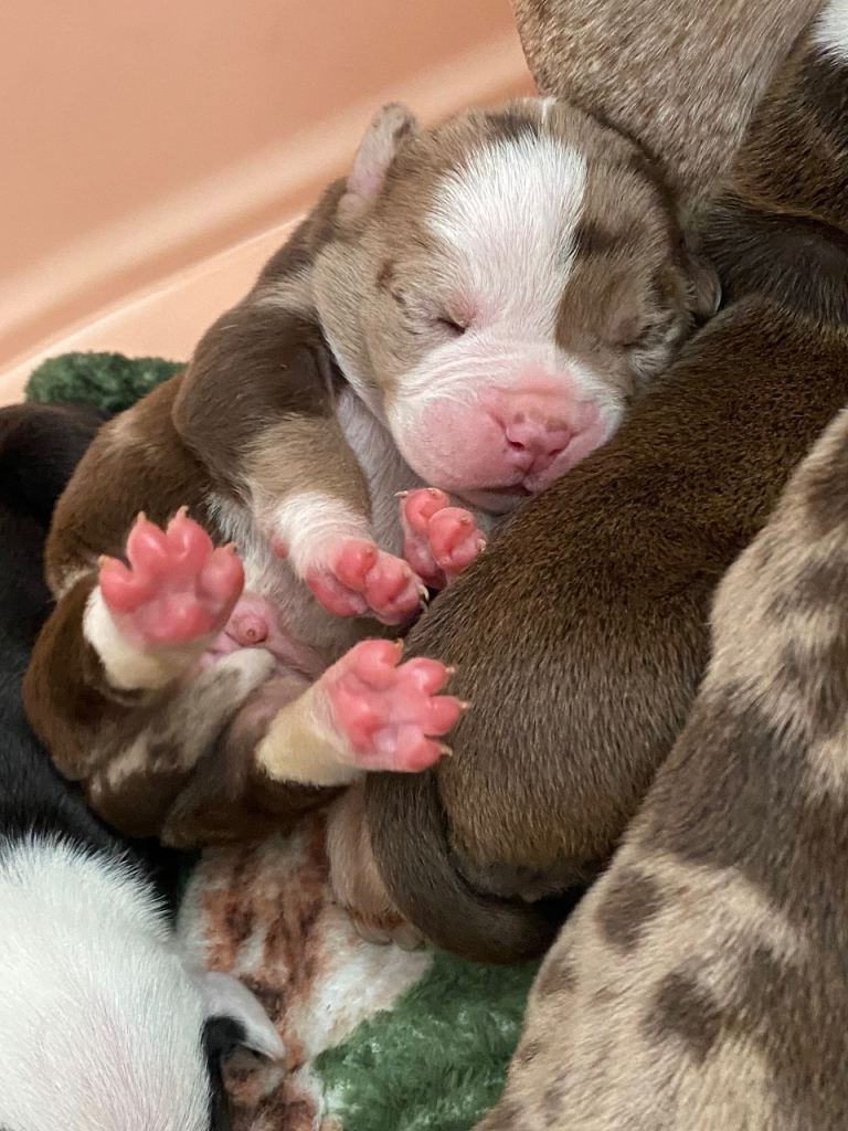 English bulldogs (new era)