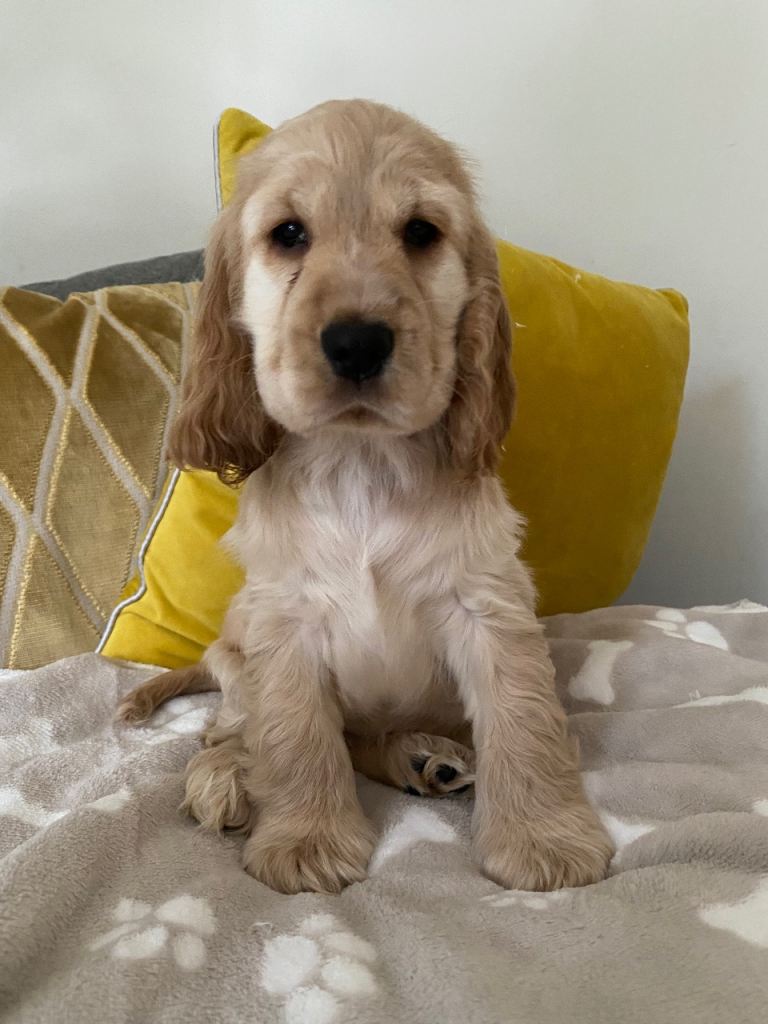 KC Registered Cocker Spaniel ( Show type)