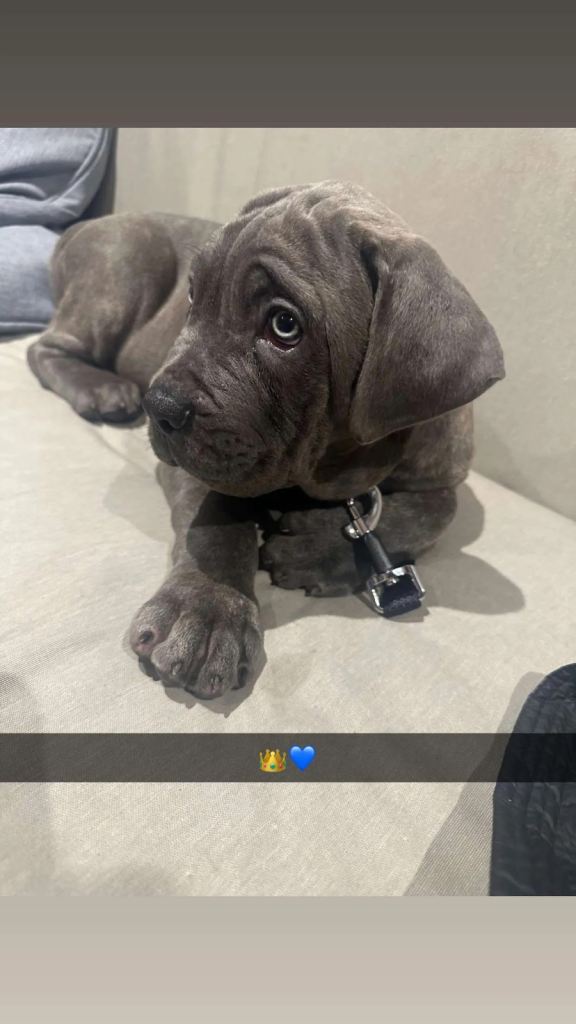 Cane Corsa Puppy