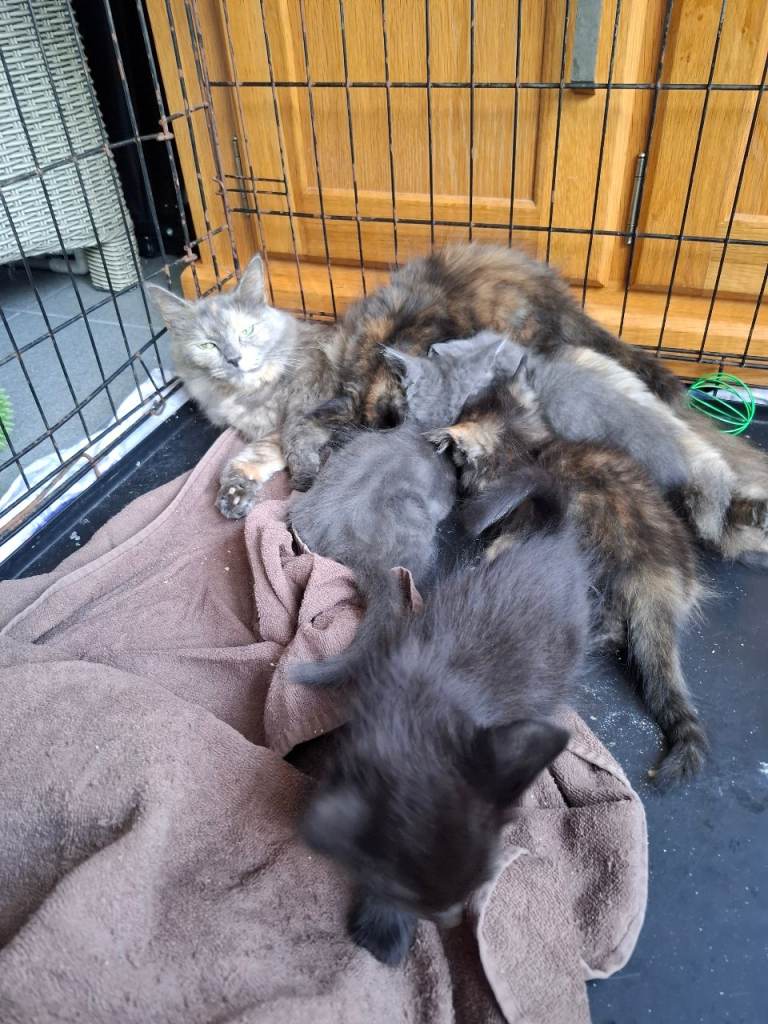 5 kittens for sale  mum is x ragdol 