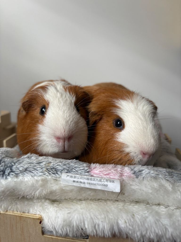 Two male guinea pigs waiting for a lovely home 