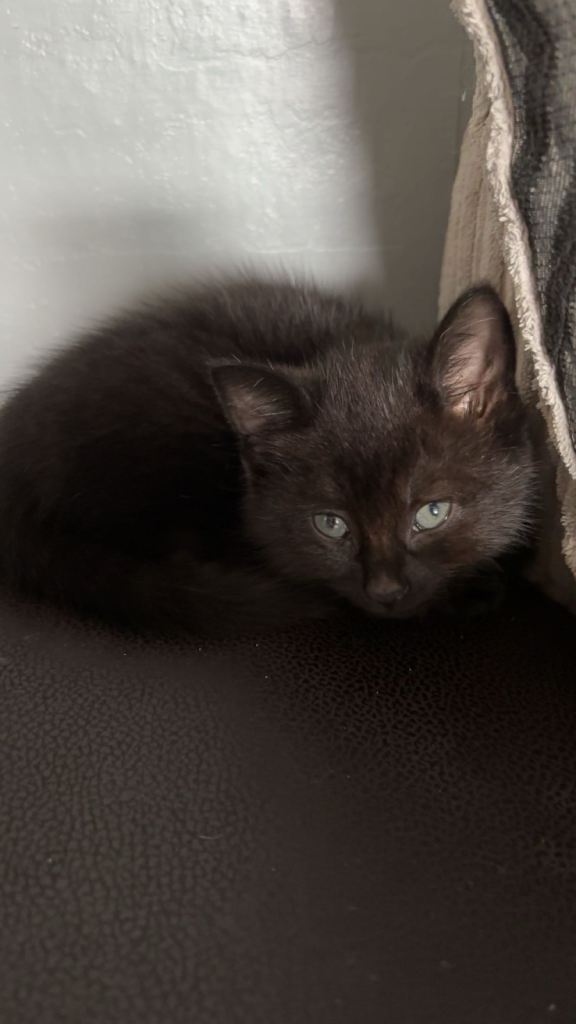 Male kitten 