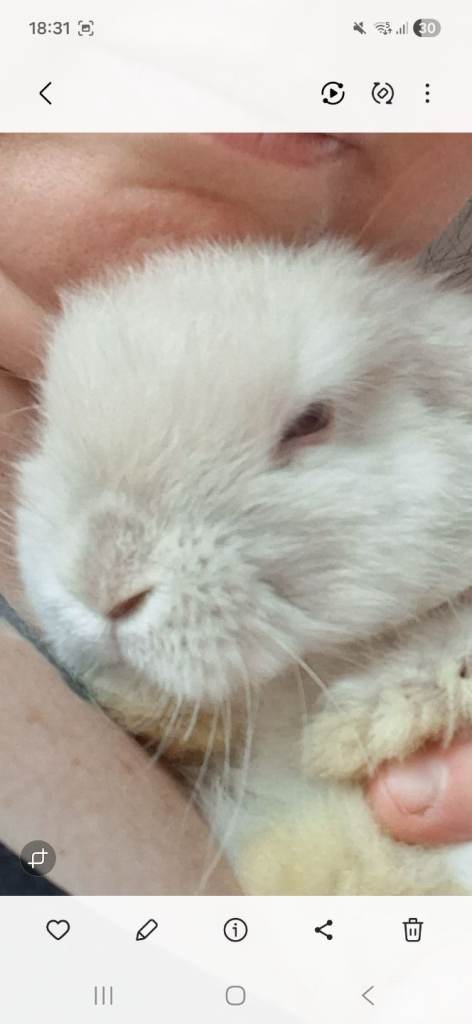 Mini lops x2 for sale from a litter of 6