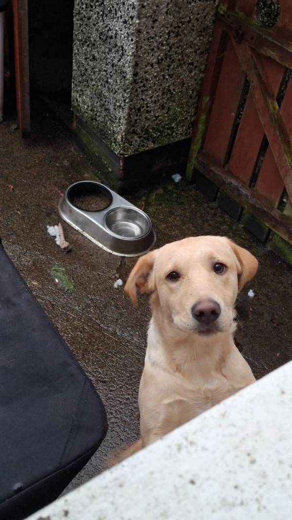 Full breed female golden labrador puppy.