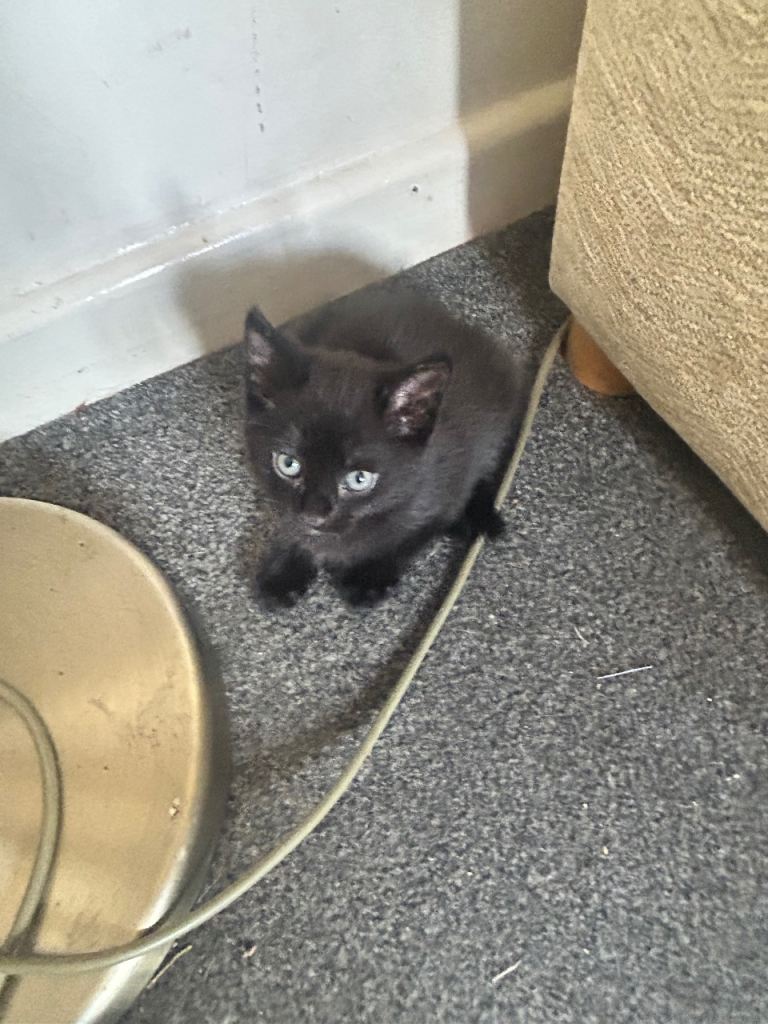 Beautiful kittens 