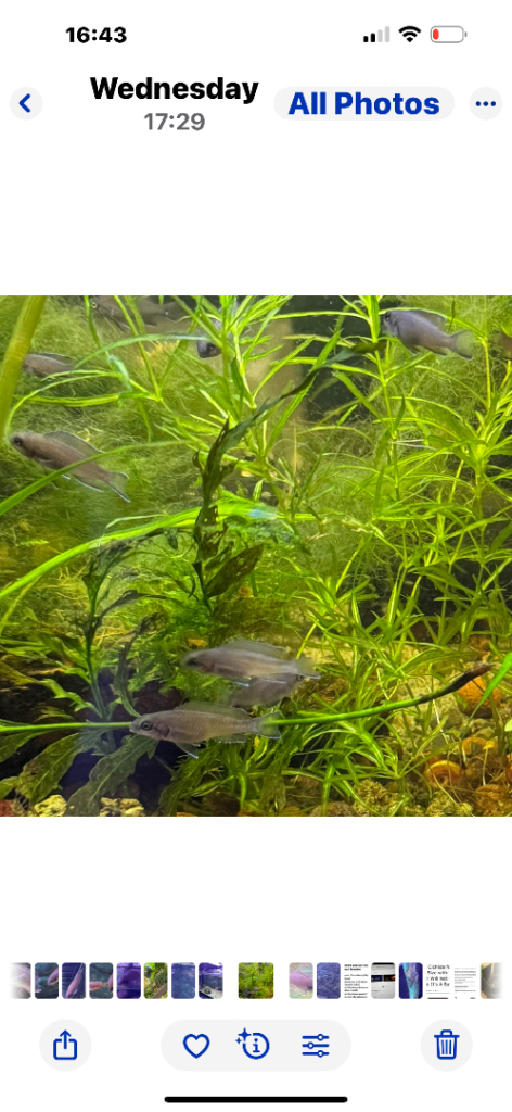 Tropical fish - Fairy Brichardi babies - 2 sizes - approx 40