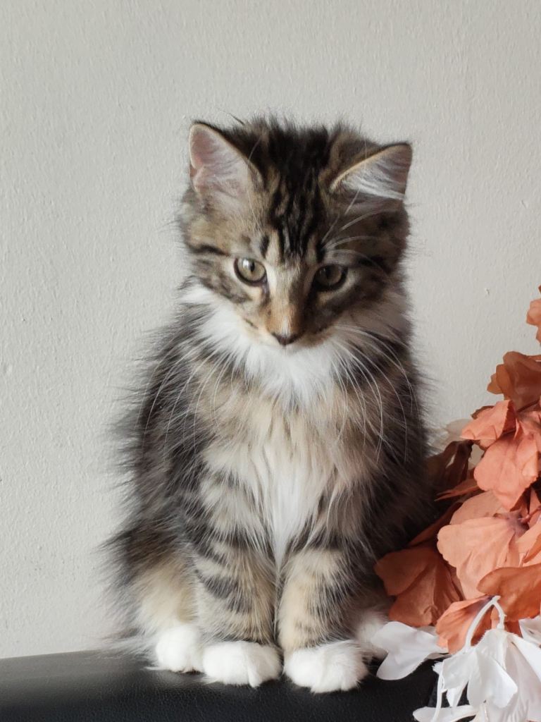 Beautiful 3-Month-Old Fluffy Male Tabby Kitten