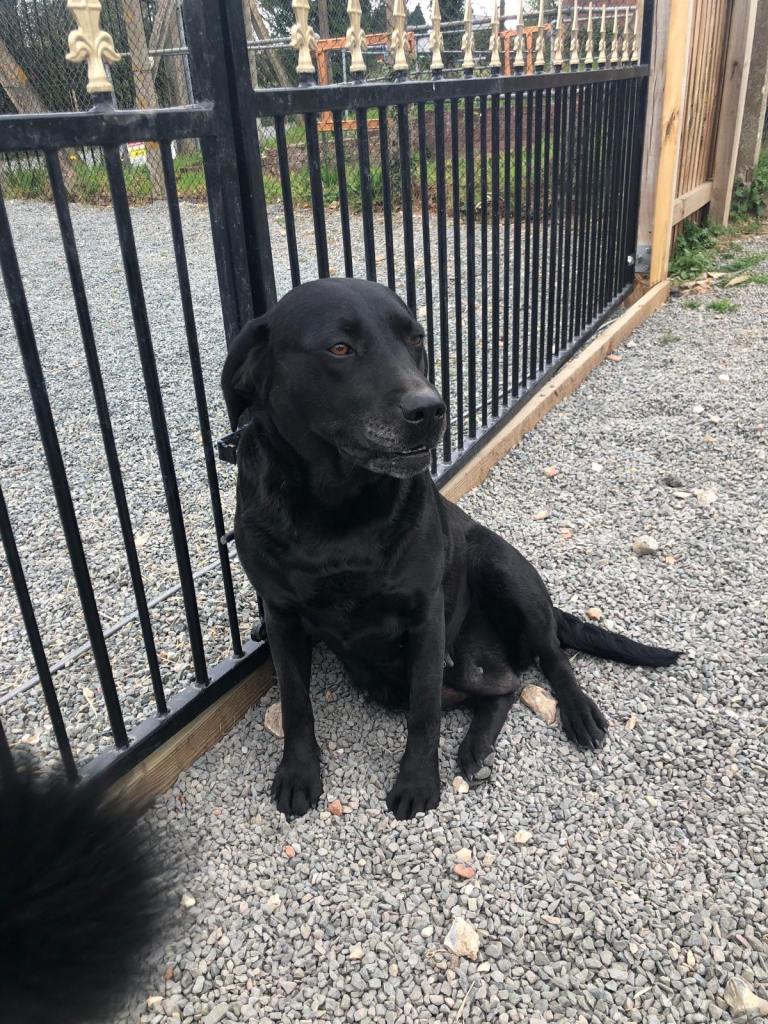labrador 