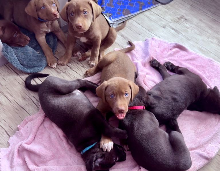 Gorgeous Siberian Shepsky x Weimaraner Puppies 