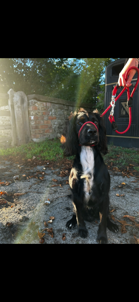 1-2 Year Old Male Cocker Spaniel 