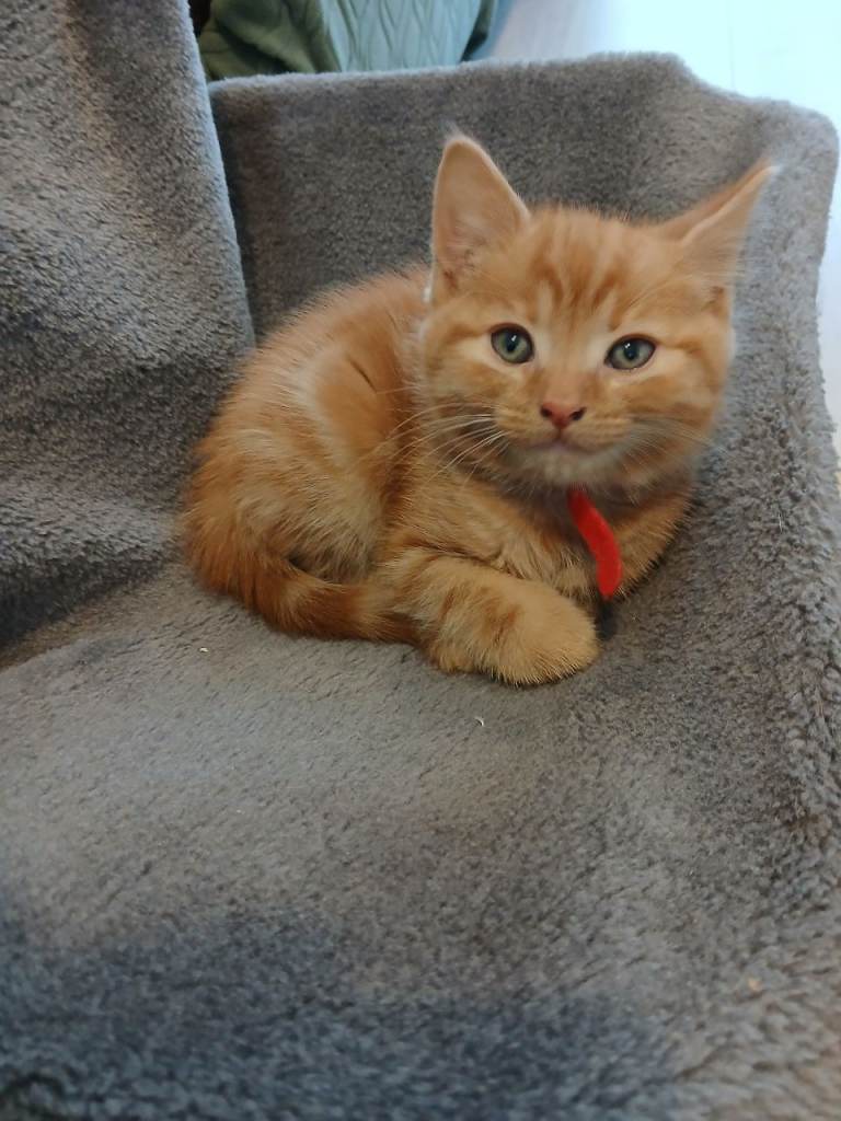 Ginger male kitten 