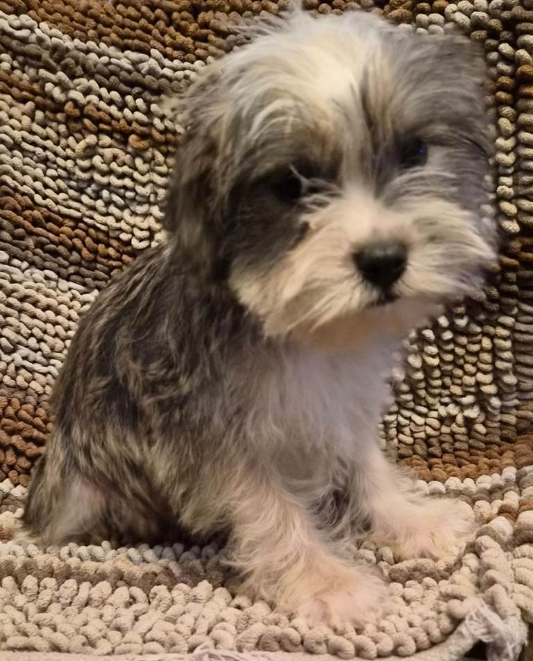 Miniature Schnauzer cross Shih Tzu Puppies