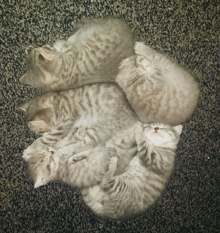 British shorthair kittens 