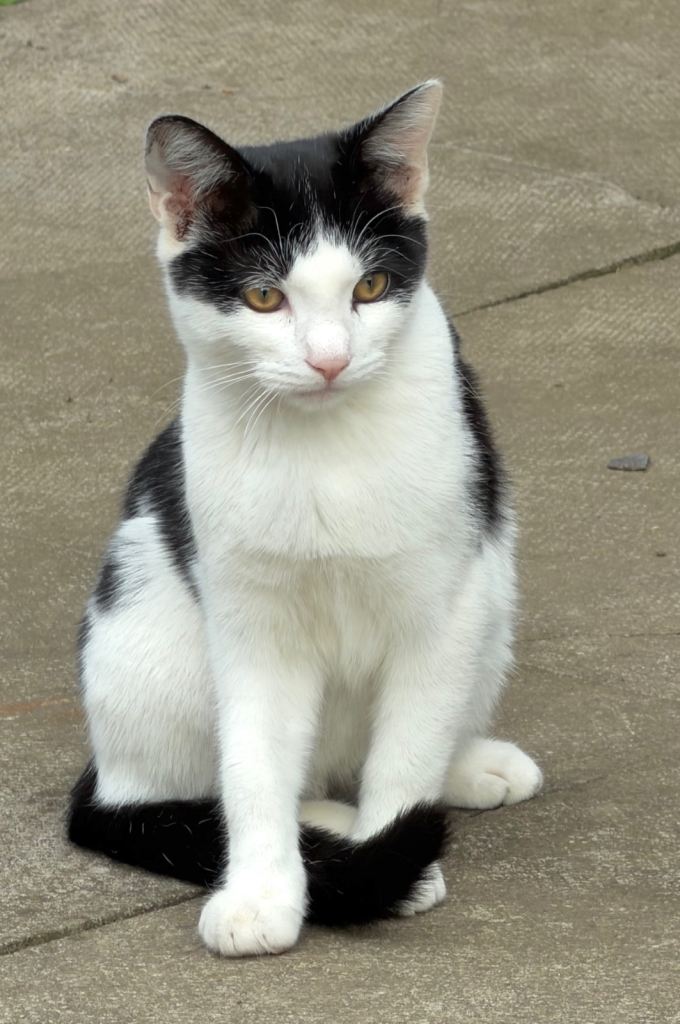 Beautiful male and female loving kittens ready for their forever home 
