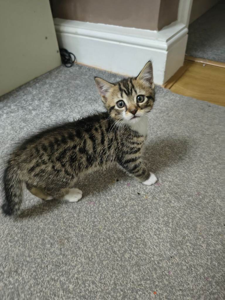 1 cute kitten are looking for a new owner