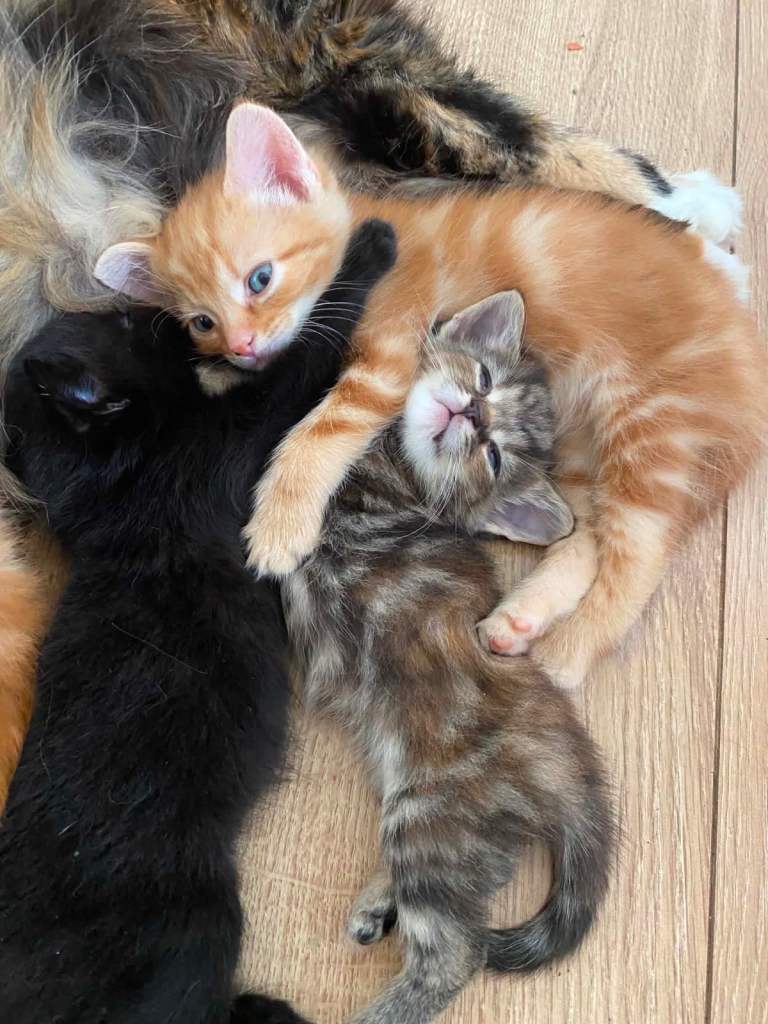 Beautiful kittens❤️