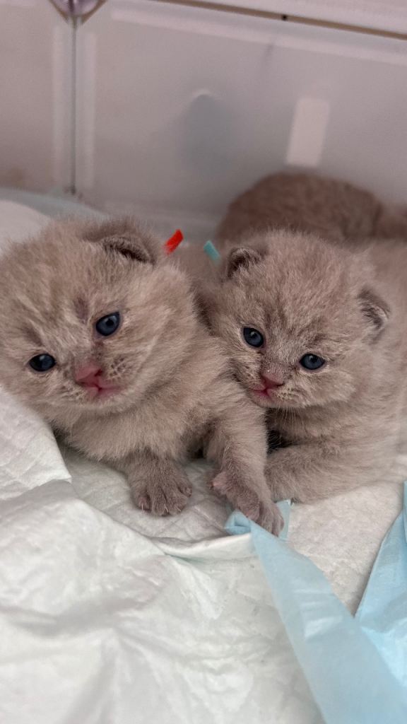 British Shorthair Kittens - Lilac Colour 