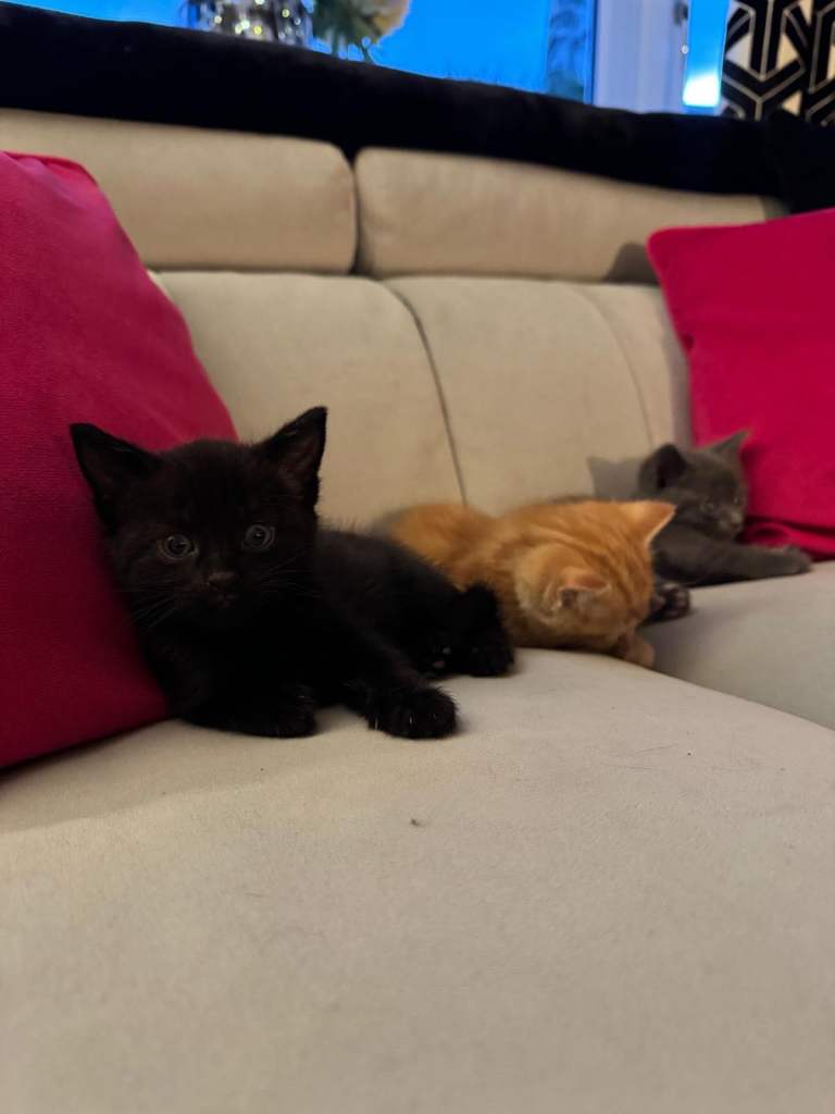 4 Kittens looking for their forever home