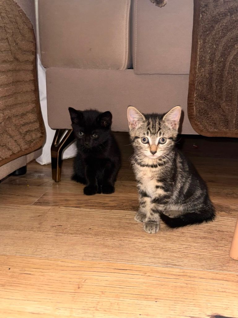 3 Beautiful Kittens – Ready for Loving Homes 