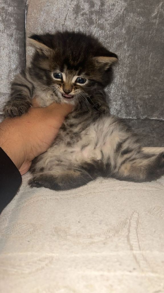 Beautiful kittens