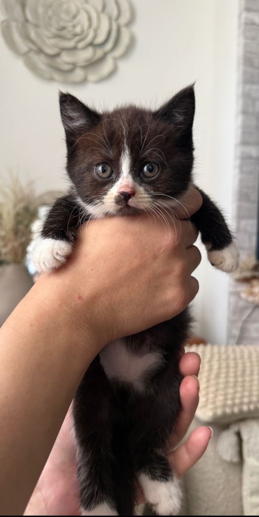 British shorthair mixed breed