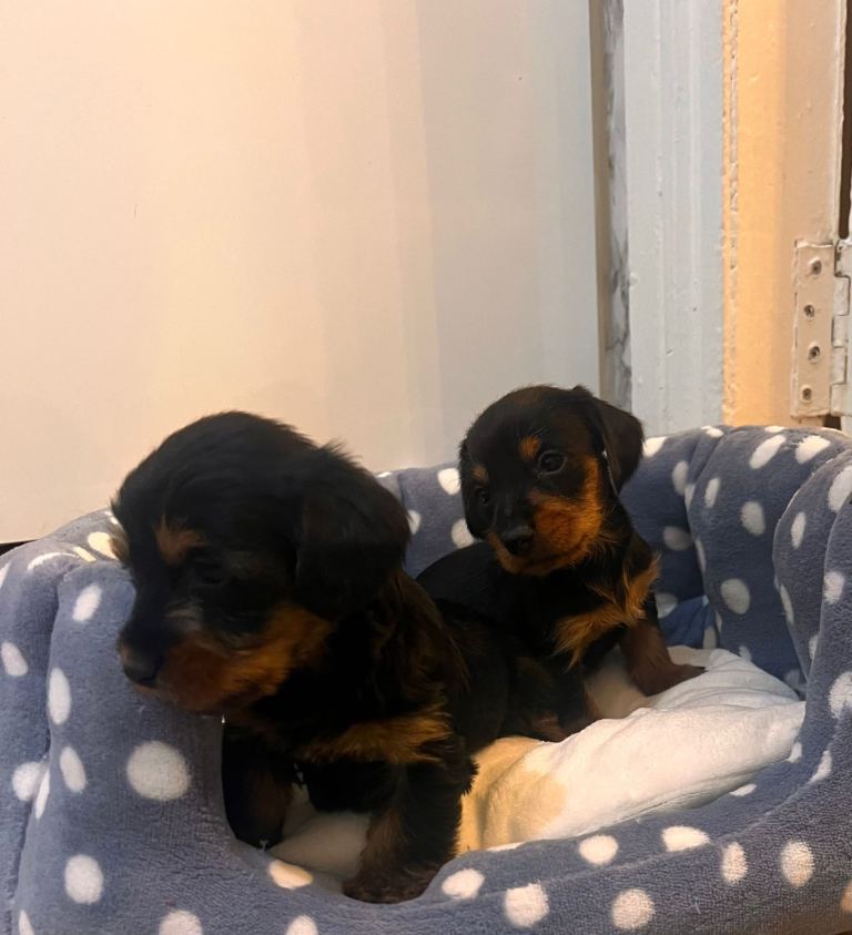 Dachshund puppies 