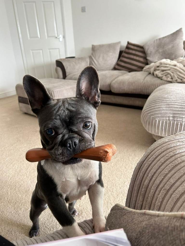 Beautiful French Bull Dog 