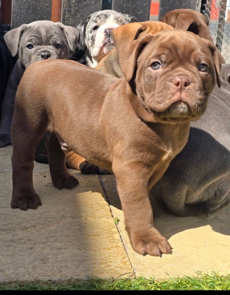 Choclate male - Old English bull dog 