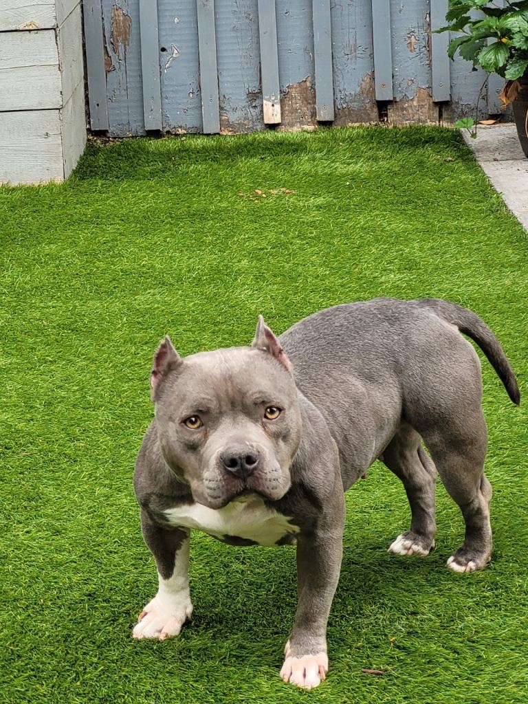 3 year old micro bully bitch