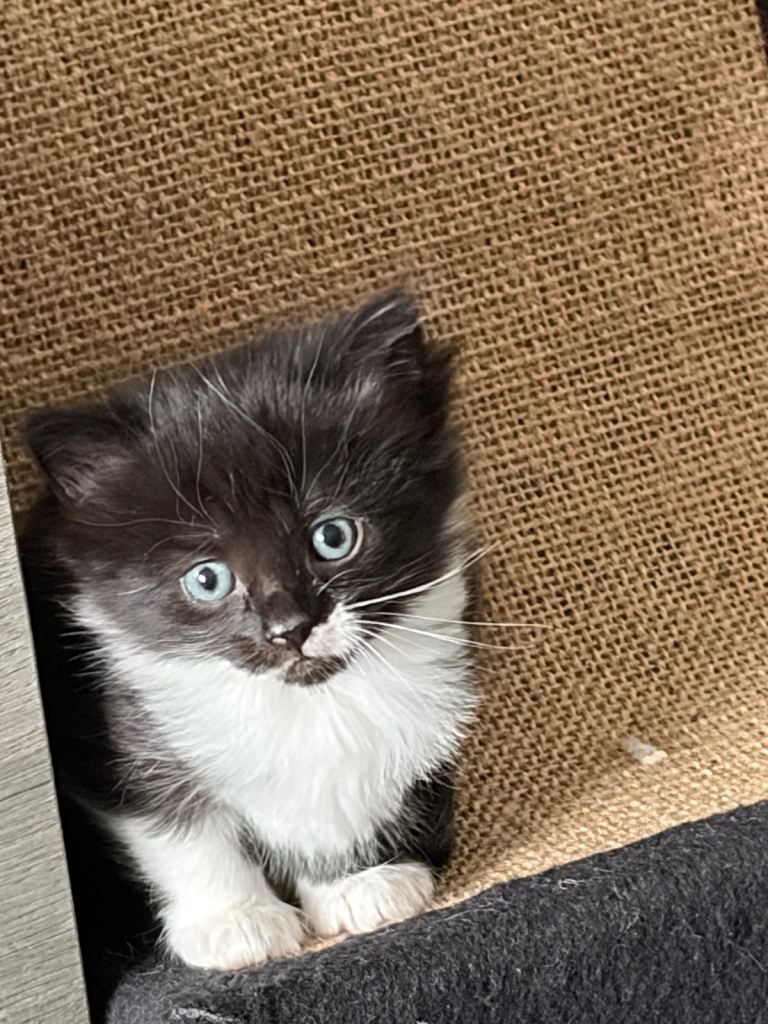 3 girls 3 boys still available!!! 