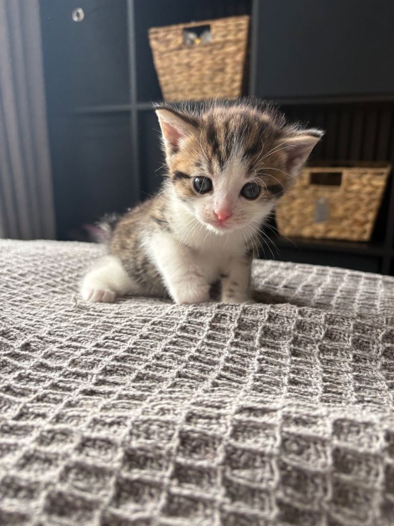 4 tabby/ragdoll kittens