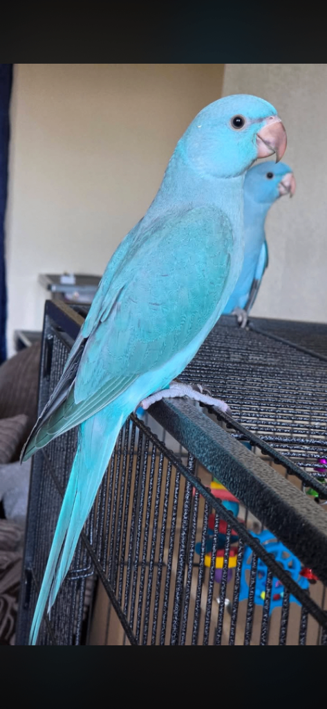 Cockatiel cage 