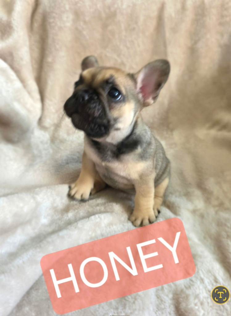 KC Registered French Bulldog Puppies