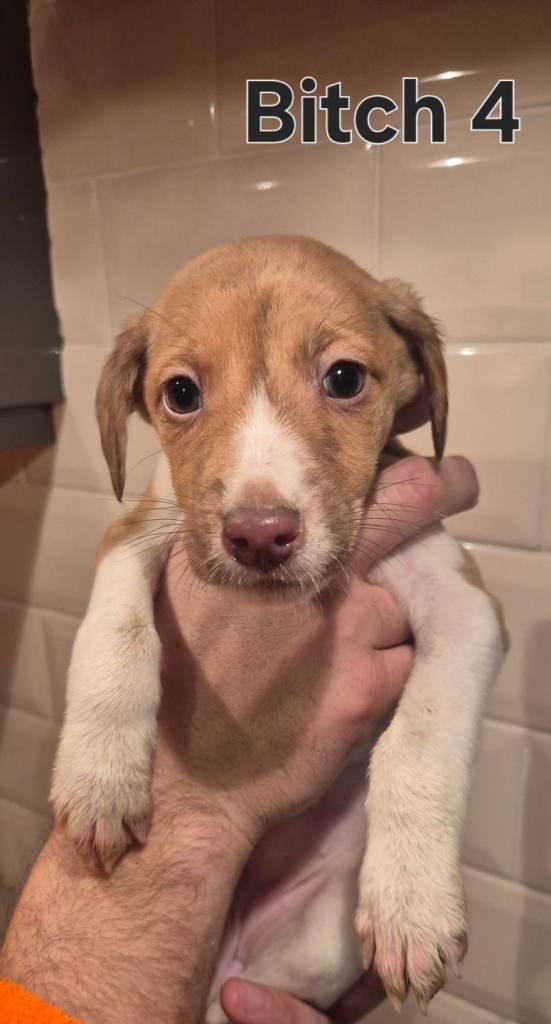 Bedlington x whippets