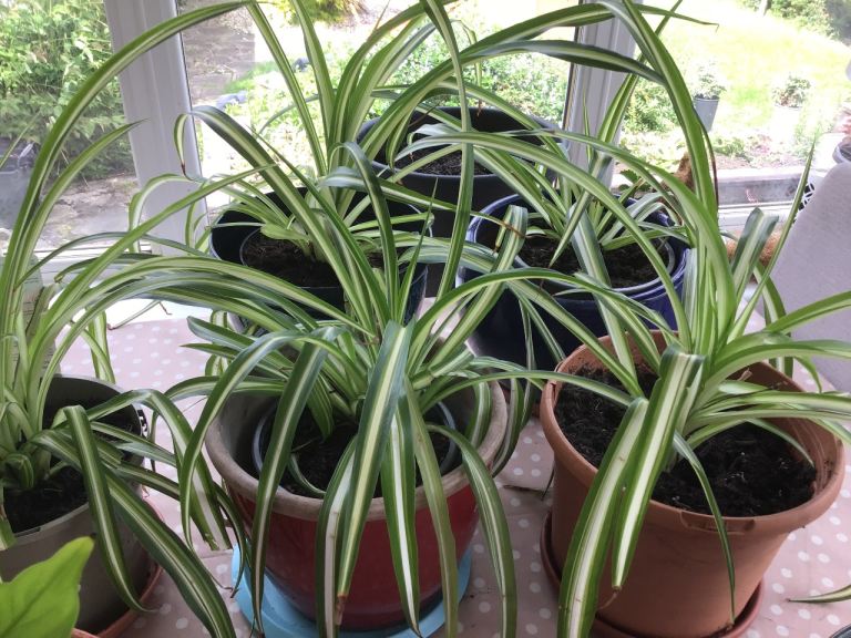 House Plants