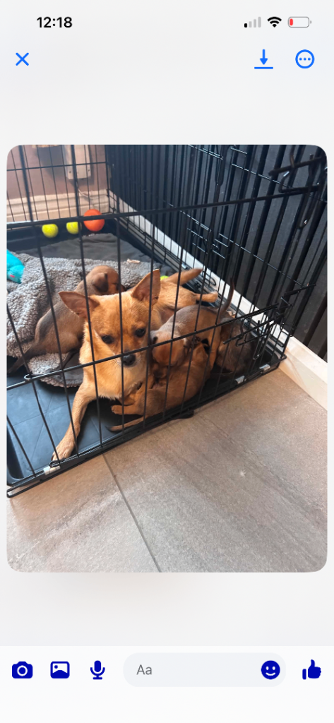 Chi-weenie pups for sale