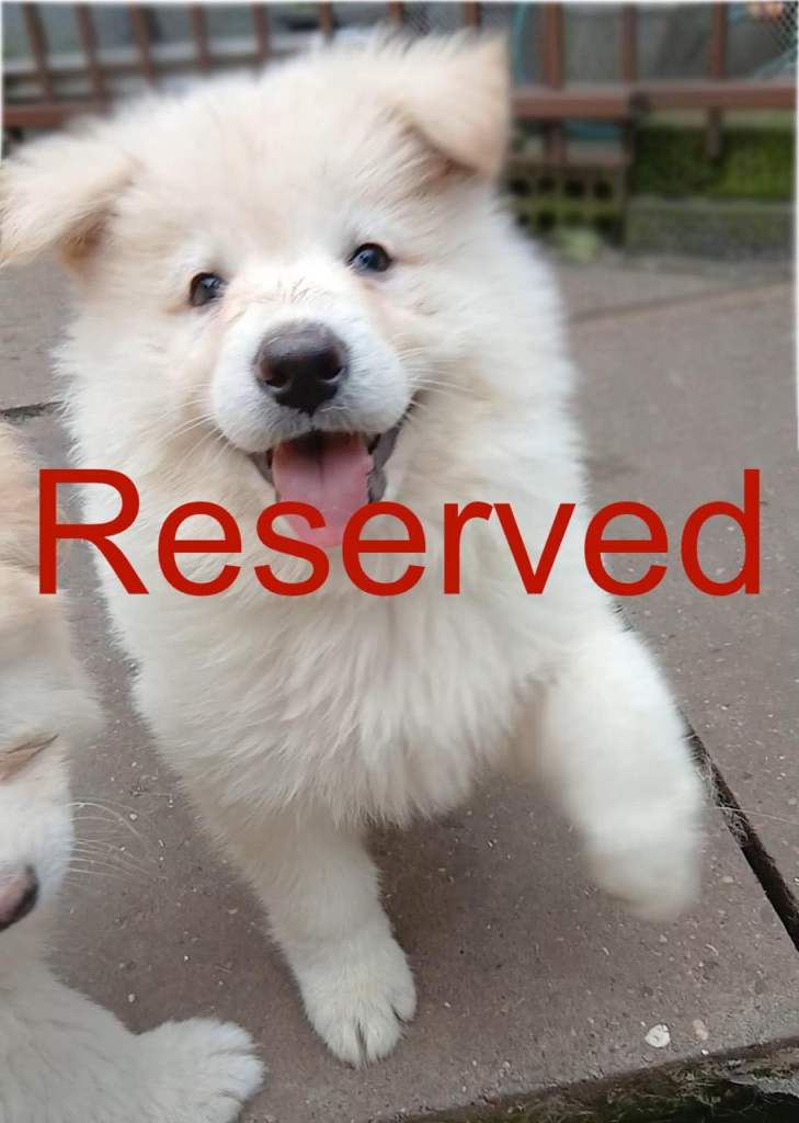 Beautiful, Loving German Shepherd Puppies