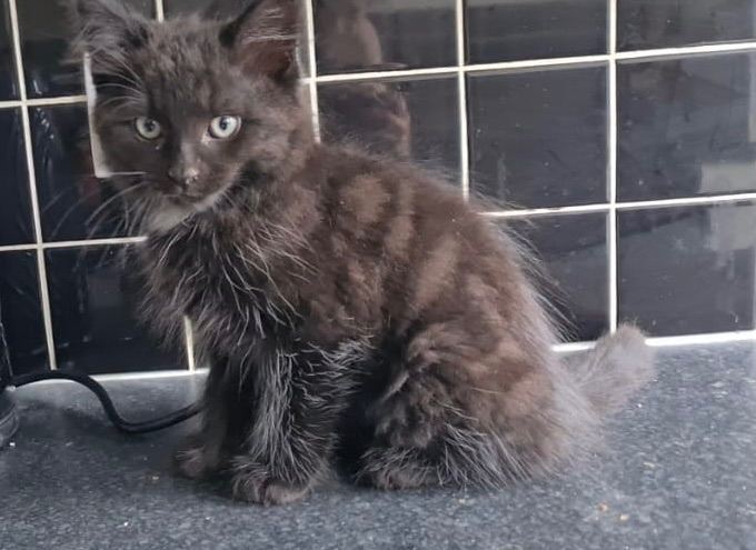 Beautiful Fluffy Kittens Ready For New Home 