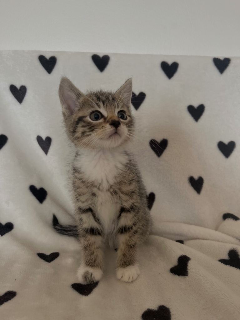 Beautiful Kittens 
