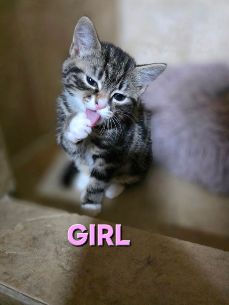 TWO cute multicoloured tabby kittens 